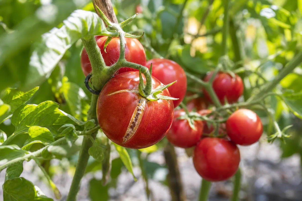 Plant de tomates au potager avec des fruits rouges mûrs, l'un d'eux présentant une légère fente sur le côté